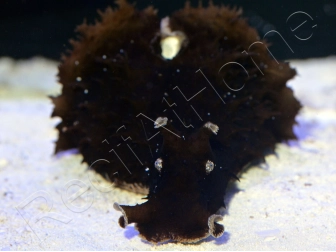 Dolabella auricularia 