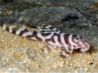 L173 Hypancistrus sp. wavy zebra pleco 3-4 cm