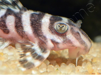 L173 Hypancistrus sp. wavy zebra pleco 3-4 cm