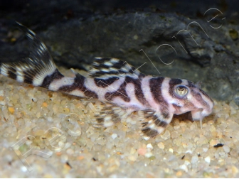 L173 Hypancistrus sp. wavy zebra pleco 3-4 cm