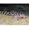 L173 Hypancistrus sp. wavy zebra pleco 3-4 cm