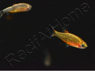 Microrasbora galaxy - Danio margaritatus (Asie)