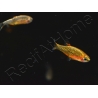 Microrasbora galaxy - Danio margaritatus (Asie)