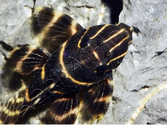 L 204 Panaqolus albivermis (Amérique du Sud)