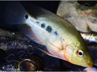 Couple Amphilophus labiatus Lago Zapatera F2 (Amérique du Sud)