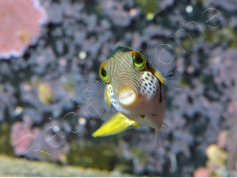 Canthigaster valentini