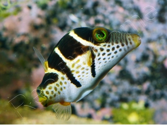 Canthigaster valentini