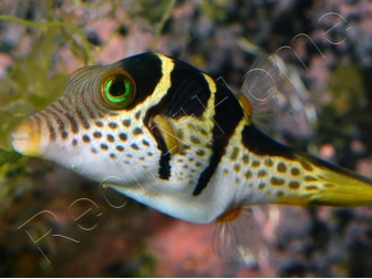 Canthigaster valentini