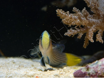 Manonichthys splendens