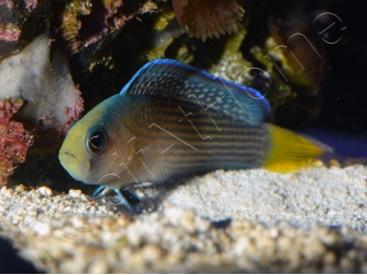 Manonichthys splendens