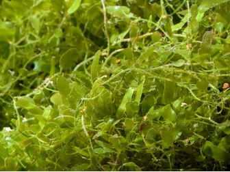 Caulerpa brachypus Small