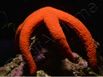 Linckia Orange