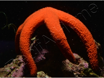 Linckia Orange