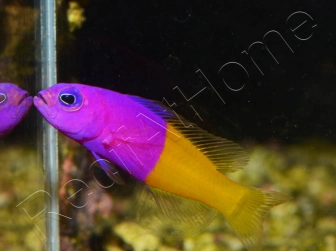 Pictichromis paccagnellae (ex : Pseudochromis paccagnellae) 3-5 cm