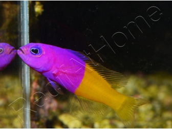 Pictichromis paccagnellae (ex : Pseudochromis paccagnellae) 3-5 cm