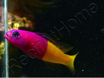 Pictichromis paccagnellae (ex : Pseudochromis paccagnellae) 3-5 cm