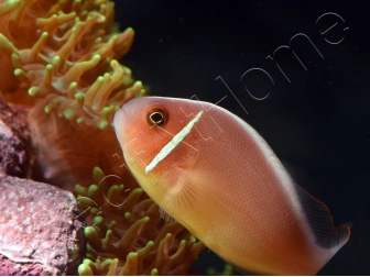 Amphiprion perideraion (le couple) 3-5 cm