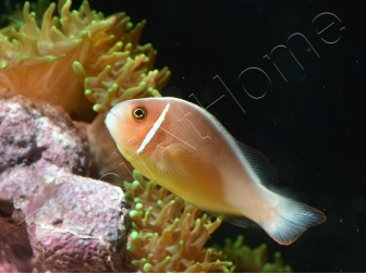 Amphiprion perideraion (le couple) 3-5 cm