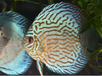 Discus 8-10 cm red marlboro élevage  (Amérique du Sud)