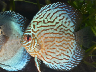 Discus 8-10 cm red marlboro élevage  (Amérique du Sud)