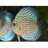 Discus 8-10 cm red marlboro élevage  (Amérique du Sud)