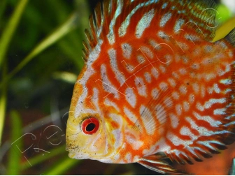 Discus 8-10 cm red marlboro élevage  (Amérique du Sud)