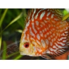 Discus 8-10 cm red marlboro élevage  (Amérique du Sud)