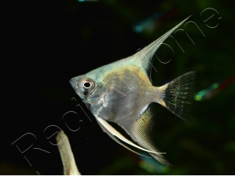 Scalaire Platinum blue - Pterophyllum scalare (Amérique du Sud)