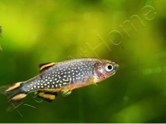 Microrasbora galaxy - Danio margaritatus (Asie)