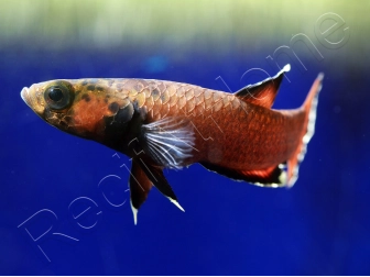 Betta albimarginata couple  (Asie)