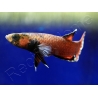 Betta albimarginata couple  (Asie)