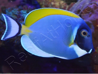 Acanthurus leucosternon WYSIWYG 8-10 cm