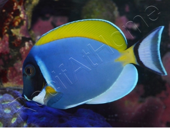 Acanthurus leucosternon WYSIWYG 8-10 cm