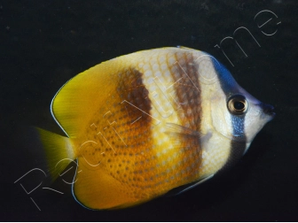 Chaetodon kleinii WYSIWYG1 7-9 cm