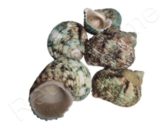 5 Coquilles TURBO XL pour Bernard l'ermite aquarium