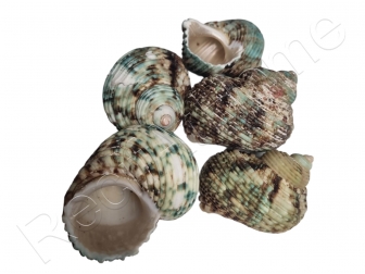 5 Coquilles TURBO XL pour Bernard l'ermite aquarium