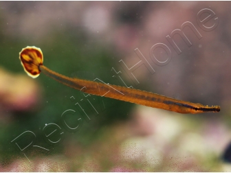 Doryramphus excisus 2-4 cm