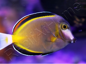 WYSIWYG Acanthurus japonicus 5-7 cm