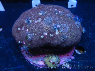 WYSIWYG Porites with Christmas Tree Worms 3 (9 cm)