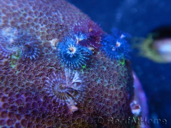 WYSIWYG Porites with Christmas Tree Worms 3 (9 cm)