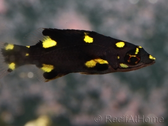 Bodianus mesothorax juvénile 