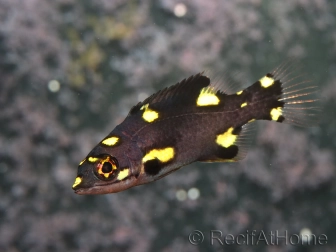 Bodianus mesothorax juvénile 