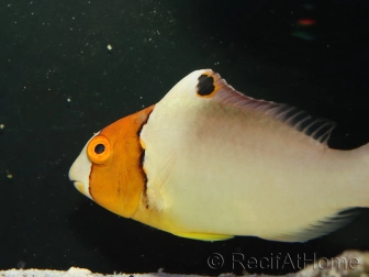 Cetoscarus bicolor 8-10 cm