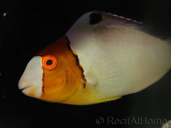 Cetoscarus bicolor 8-10 cm