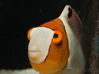 Cetoscarus bicolor 8-10 cm