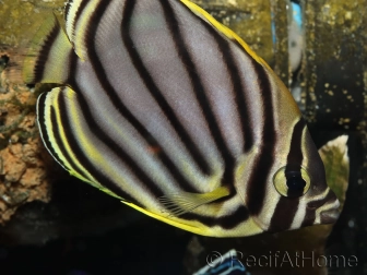 Chaetodon meyeri