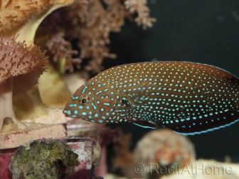 Anampses caeruleopunctatus 10-12 CM