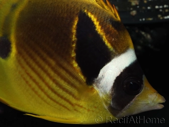 Chaetodon lunula 8-10 cm