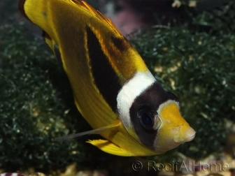 Chaetodon lunula 8-10 cm