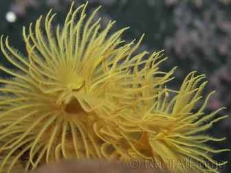 Sabelle sp. Jaune